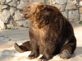 Фото Неожиданная арифметика — сколько весит медвежонок