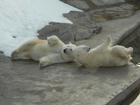Смотреть фото Белый медведь Фото Белый медведь