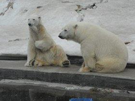 Смотреть фото Белый медведь Фото Белый медведь