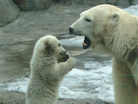 Белый медведь