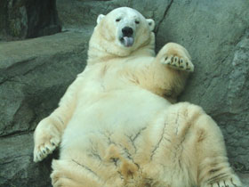 Белый медведь