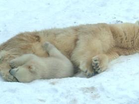 Смотреть фото Белый медведь Фото Белый медведь