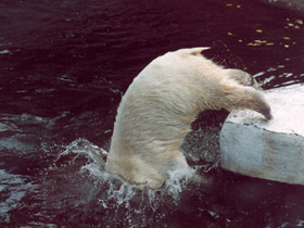 Белый медведь