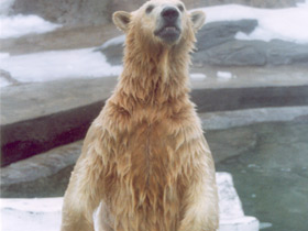 Белый медведь