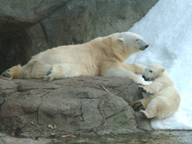 Смотреть фото Белый медведь Фото Белый медведь