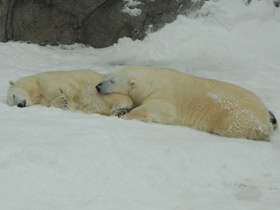 Белый медведь