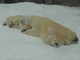 Белый медведь