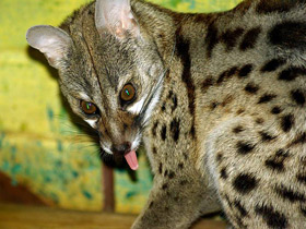 Смотреть фото Обыкновенная генета Фото Обыкновенная генета