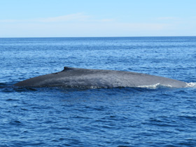 Фото Синий кит