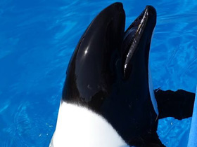 Дельфин Коммерсона