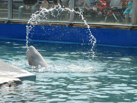 Смотреть фото Белуха Фото Белуха