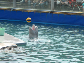 Фото Почему киты и дельфины выбрасываются на берег?