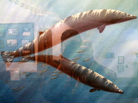 Фото Командорский ремнезуб