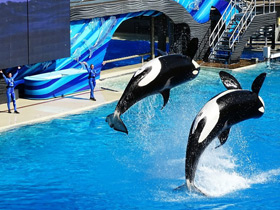 Смотреть фото Косатка Фото Косатка