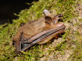 Фото Трехцветная ночница