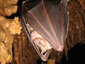 Фото Большой подковонос