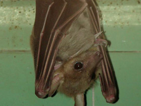 Смотреть фото Можно ли видеть в темноте? Фото Можно ли видеть в темноте?