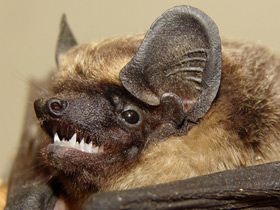 Смотреть фото Двухцветный кожан Фото Двухцветный кожан