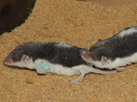 Фото Пегий путорак