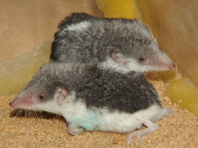 Фото Пегий путорак