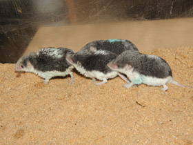 Фото Пегий путорак