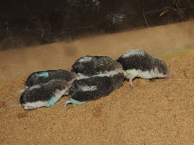 Фото Пегий путорак