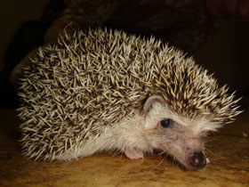 Фото Африканский карликовый еж