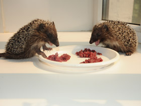 Смотреть фото Белогрудый ёж Фото Белогрудый ёж