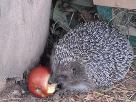 Смотреть фото Белогрудый ёж Фото Белогрудый ёж