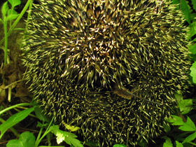 Фото Защитные рефлексы у животных