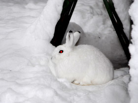 Фото Защитные рефлексы у животных