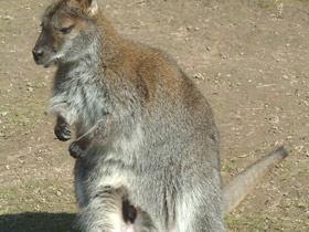 Смотреть фото 10 интересных фактов о кенгуру Фото 10 интересных фактов о кенгуру