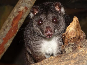 Смотреть фото Одноцветный опоссум Фото Одноцветный опоссум