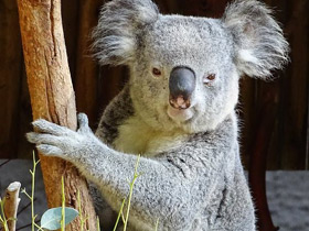 Смотреть фото Коала Фото Коала