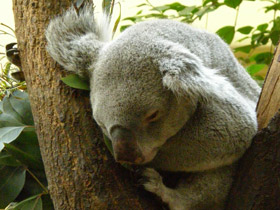 Смотреть фото Коала Фото Коала