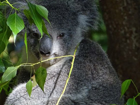 Смотреть фото Коала Фото Коала