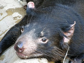 Смотреть фото Сумчатый дьявол Фото Сумчатый дьявол
