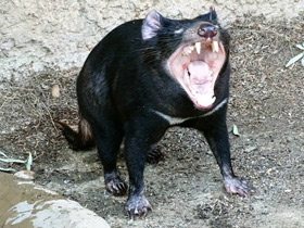 Сумчатый дьявол