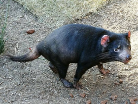 Смотреть фото Сумчатый дьявол Фото Сумчатый дьявол