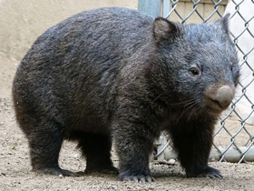 Фото «Мама, возьми меня на ручки!»