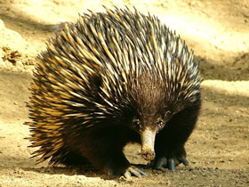 Фото Защитные рефлексы у животных