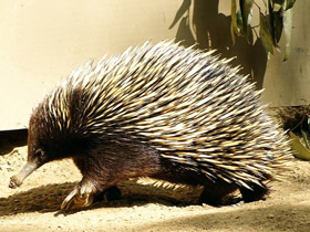 Фото Интересные факты о млекопитающих