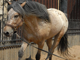 Фото Зачем животным хвосты. 10 чудесных функций