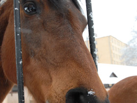 Смотреть фото Домашние лошади Фото Домашние лошади