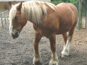 Смотреть фото Домашние лошади Фото Домашние лошади