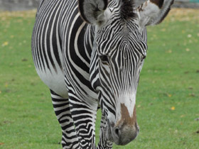 Зебра Греви