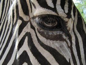 Смотреть фото Зебра Греви Фото Зебра Греви