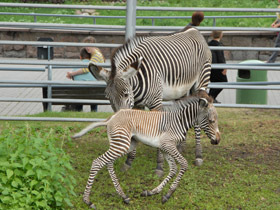 Смотреть фото Зебра Греви Фото Зебра Греви
