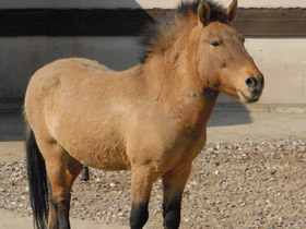 Смотреть фото Лошадь Пржевальского Фото Лошадь Пржевальского