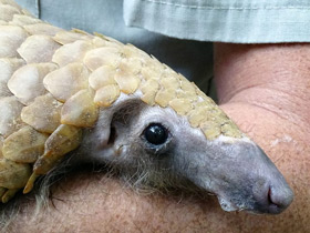 Фото Белобрюхий ящер